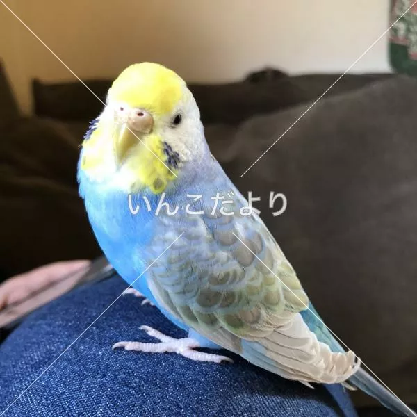 コメントの画像