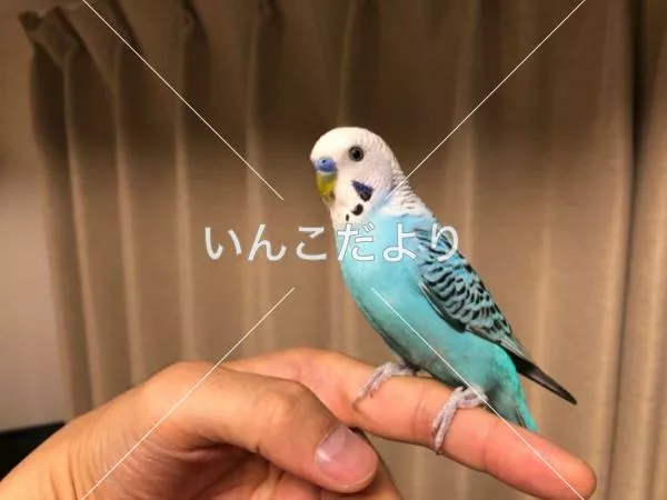 コメントの画像