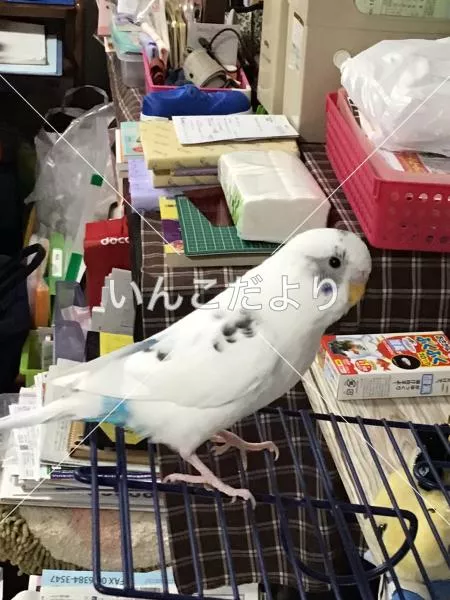 コメントの画像