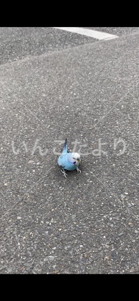 コメントの画像