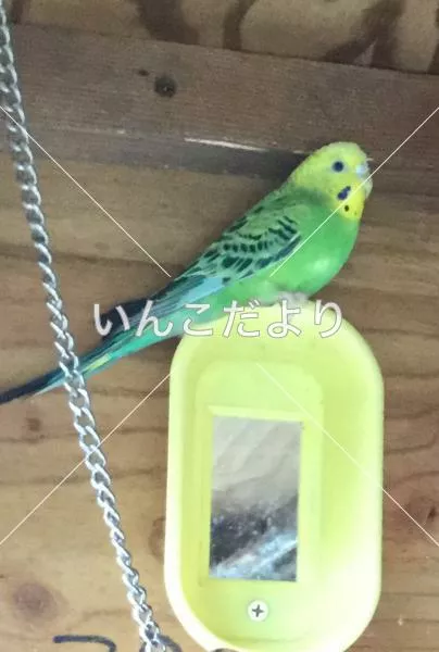 コメントの画像