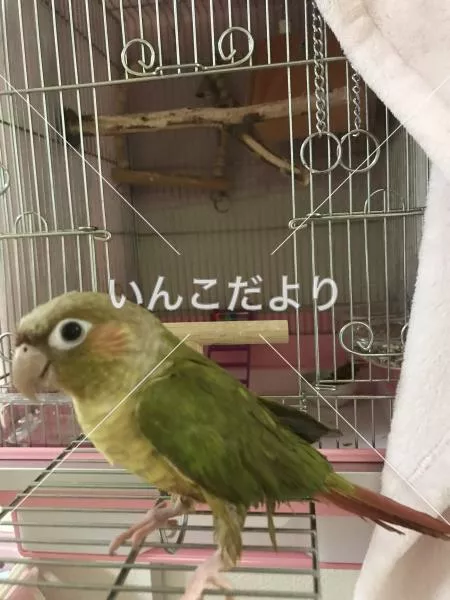 コメントの画像