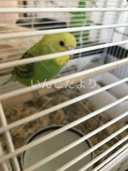 コメントの画像