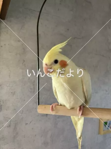 コメントの画像