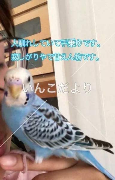 コメントの画像