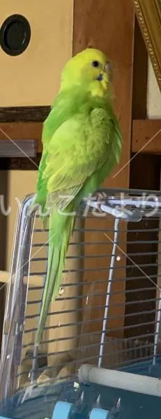 コメントの画像