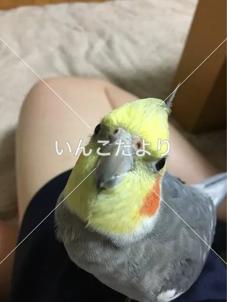 コメントの画像