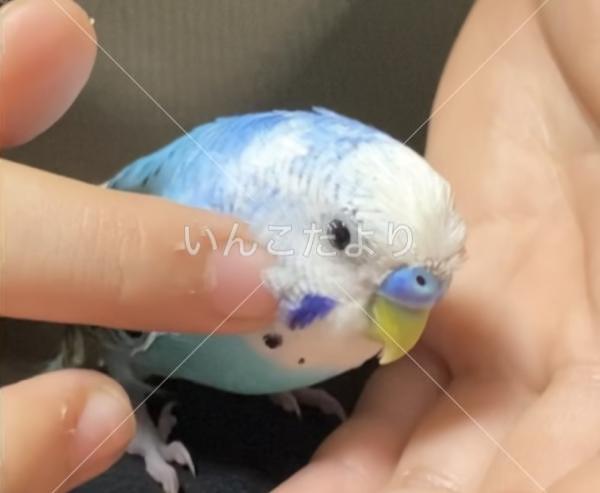 コメントの画像