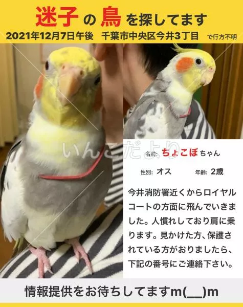 コメントの画像