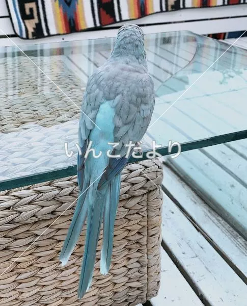 コメントの画像