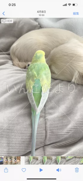 コメントの画像