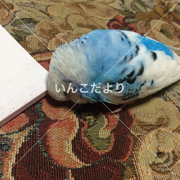 コメントの画像