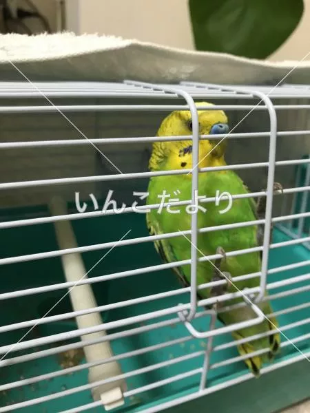 コメントの画像