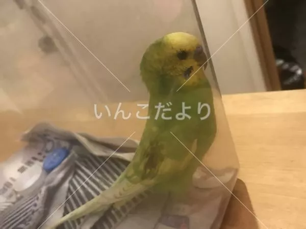 コメントの画像