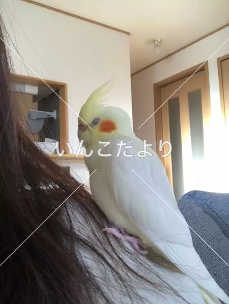 コメントの画像