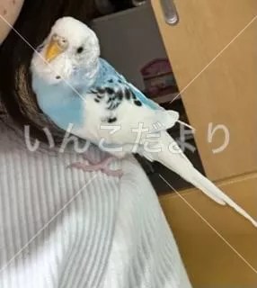 コメントの画像