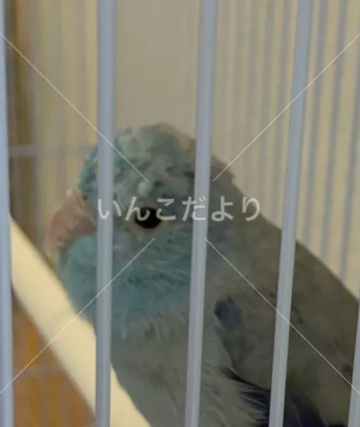 コメントの画像