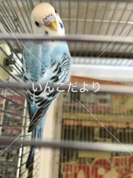 コメントの画像