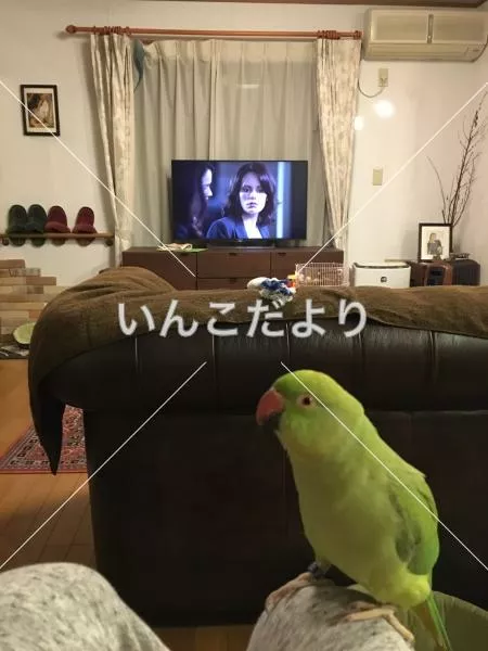 コメントの画像