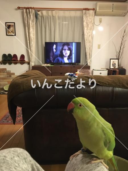 コメントの画像