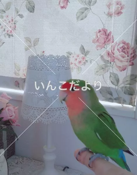 コメントの画像