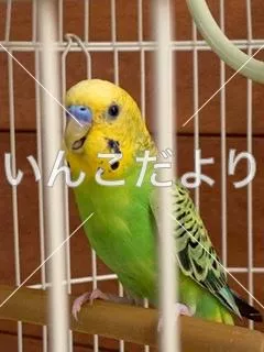 コメントの画像