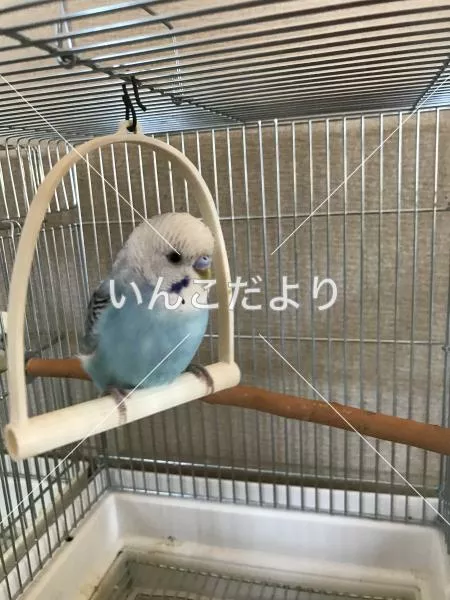 コメントの画像