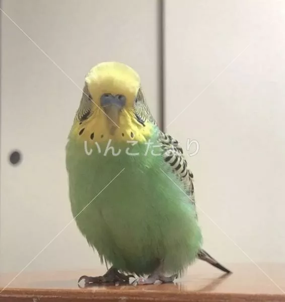 コメントの画像