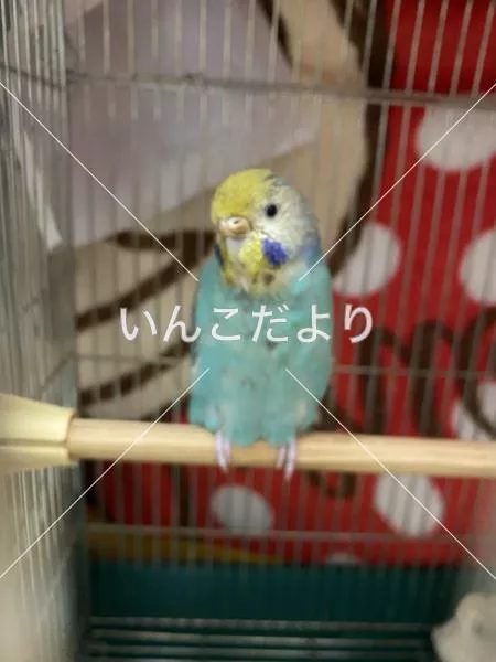 コメントの画像