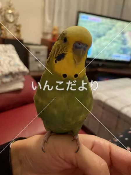 コメントの画像