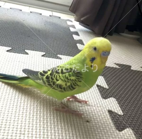 コメントの画像