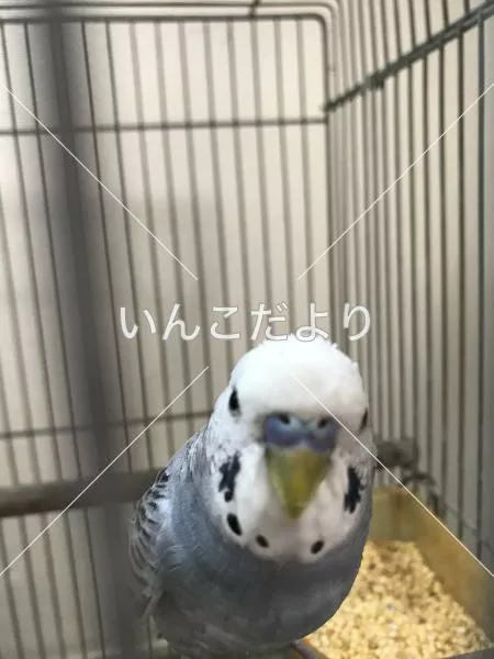 コメントの画像