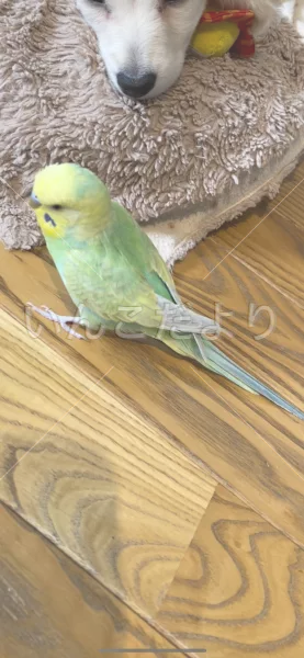 コメントの画像