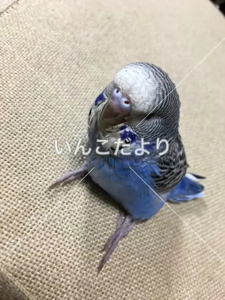 コメントの画像