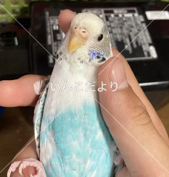 コメントの画像