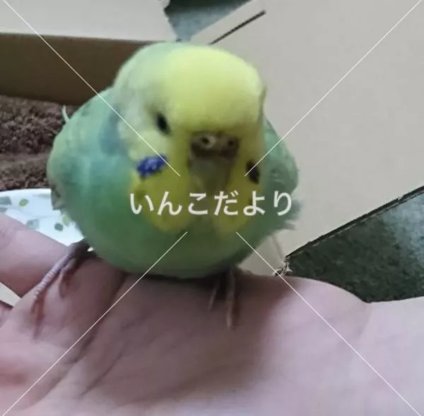 コメントの画像