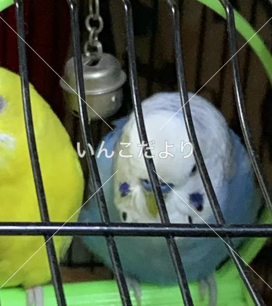 コメントの画像