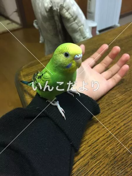 コメントの画像