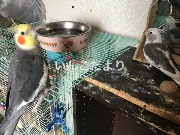 コメントの画像