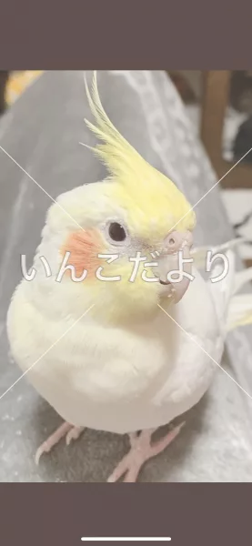 コメントの画像