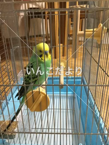 コメントの画像