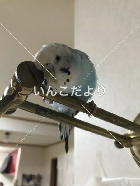 コメントの画像