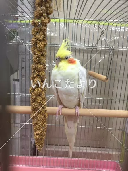 コメントの画像