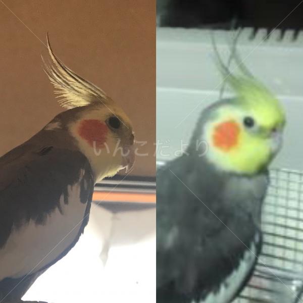 コメントの画像