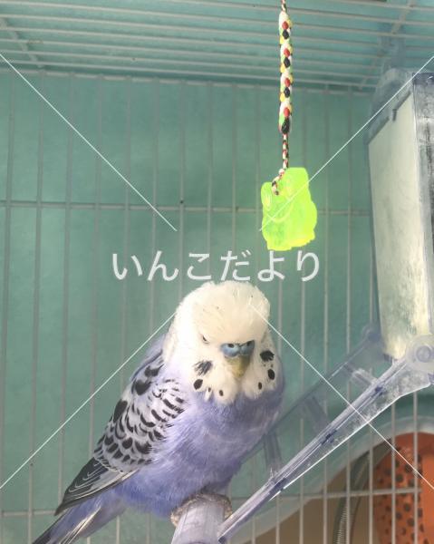 コメントの画像