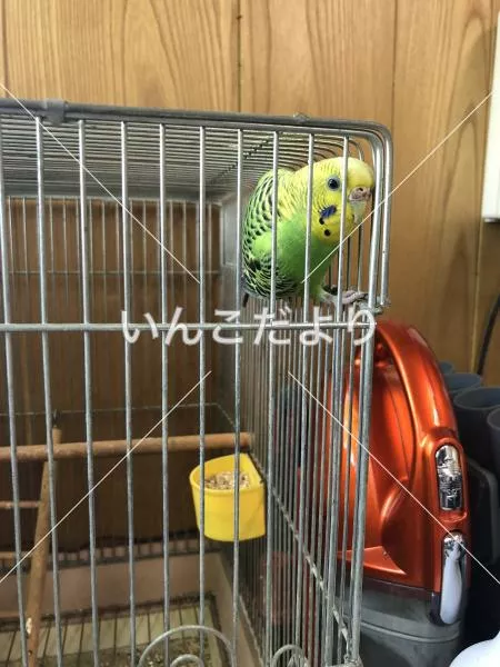 コメントの画像