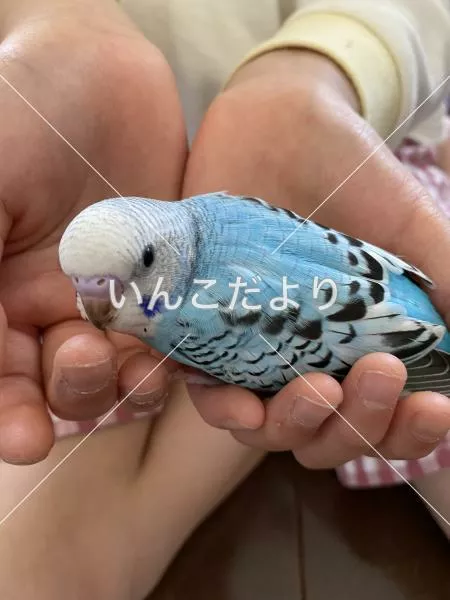 コメントの画像