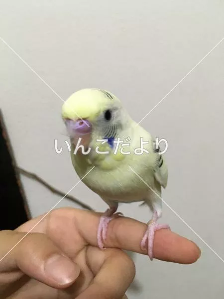 コメントの画像