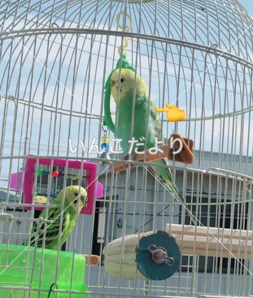 コメントの画像