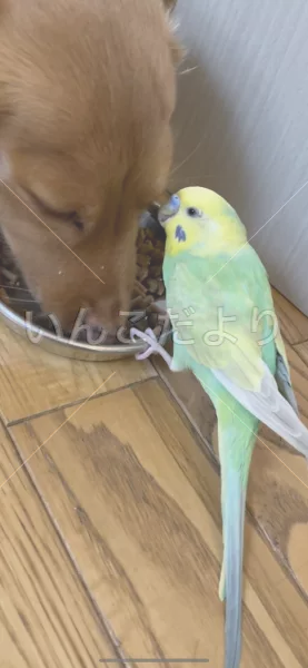 コメントの画像